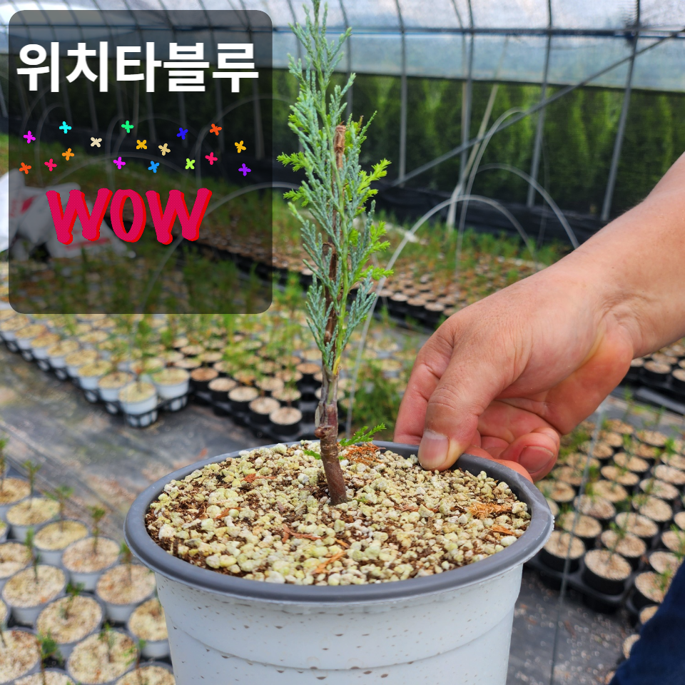 위치타 이미지