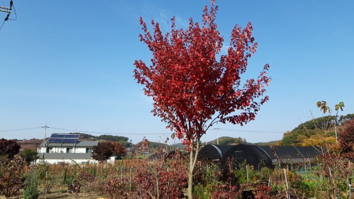 레드메이플 이미지