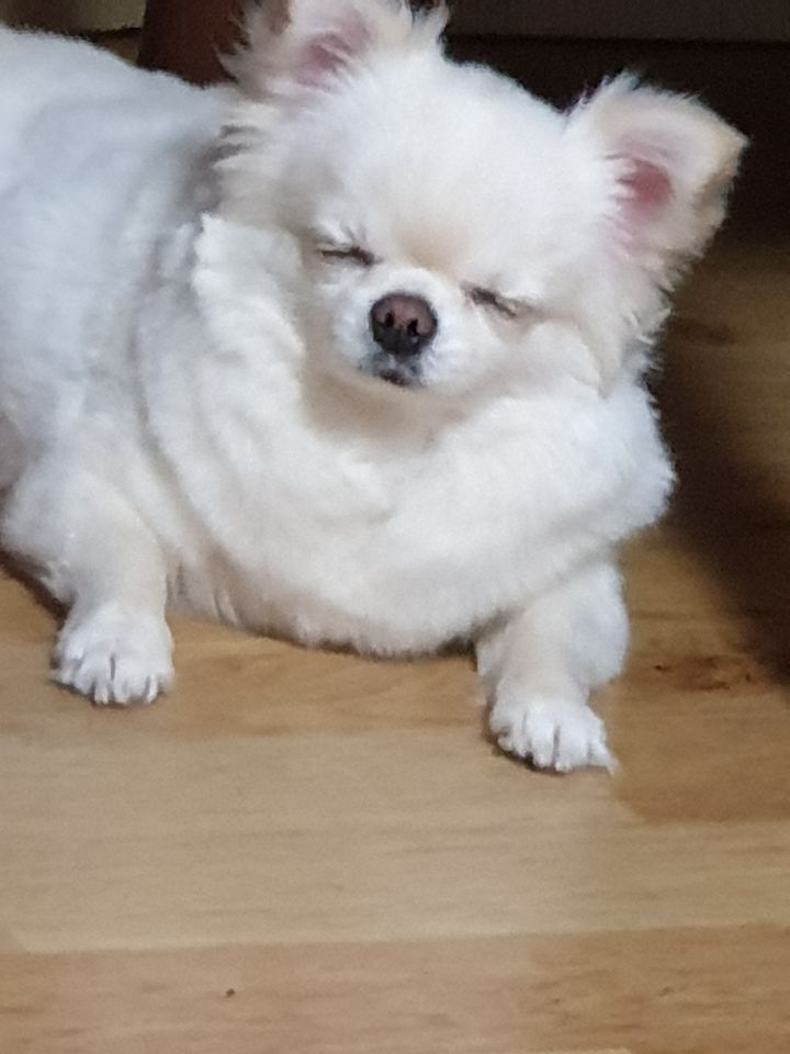 똥강아지 이미지