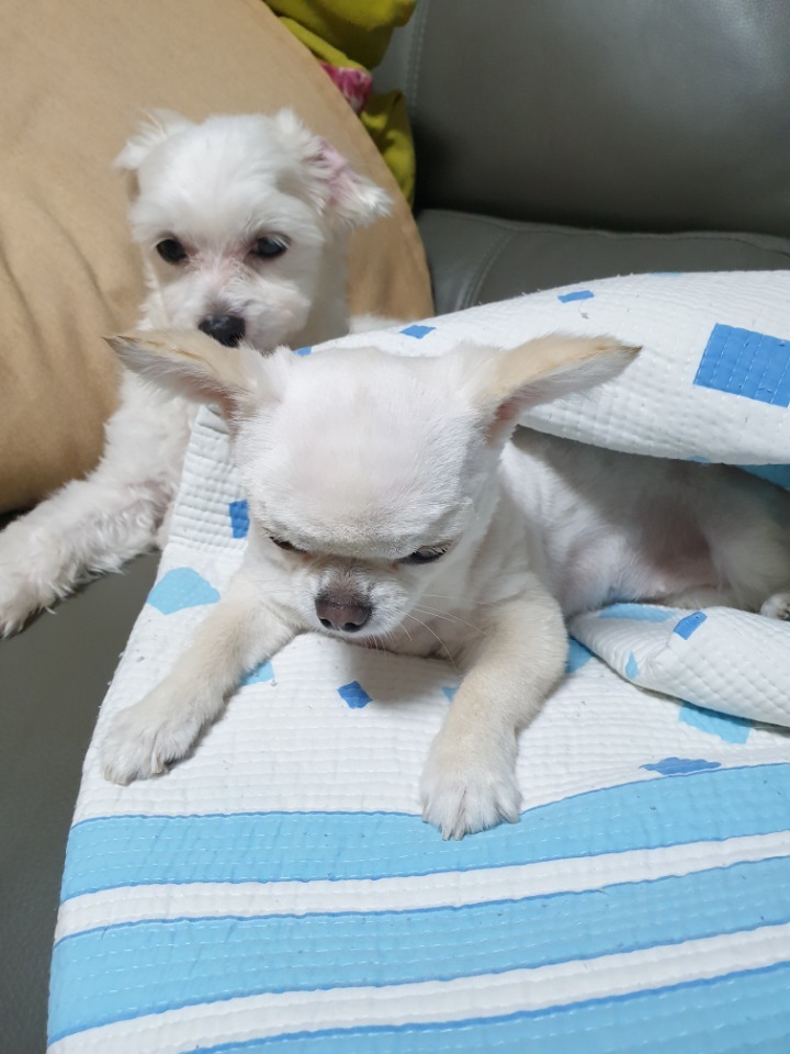 똥강아지 이미지