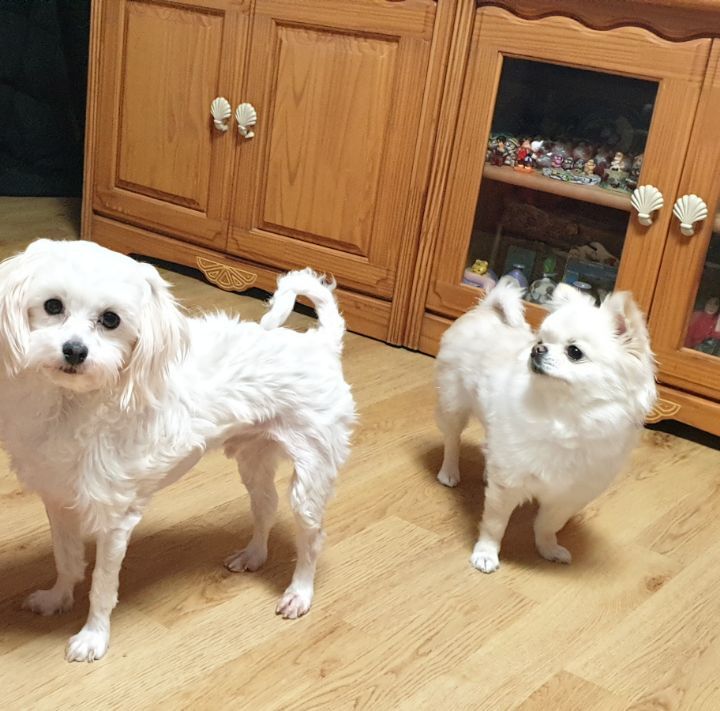 똥강아지 이미지