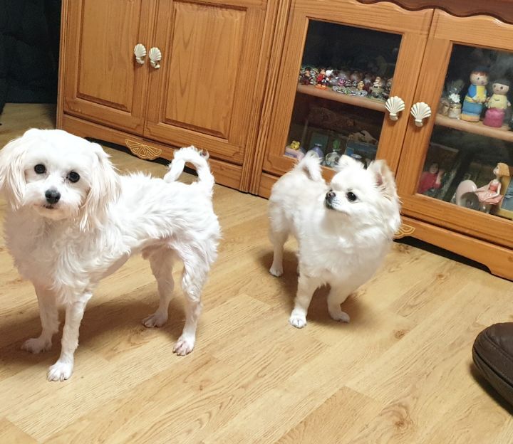 똥강아지 이미지