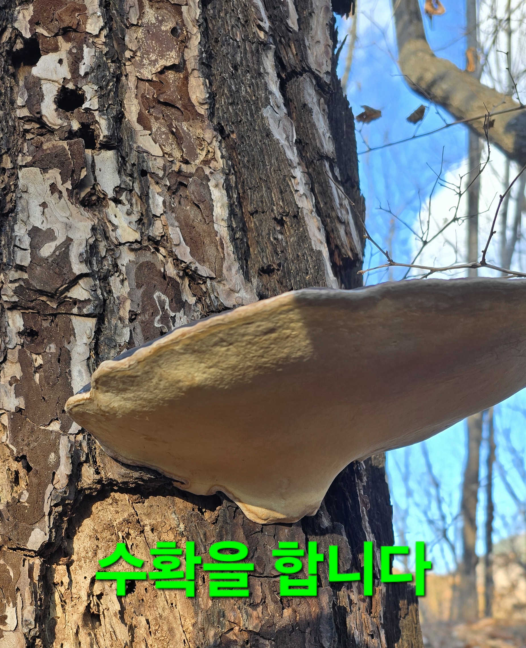 한골요 이미지