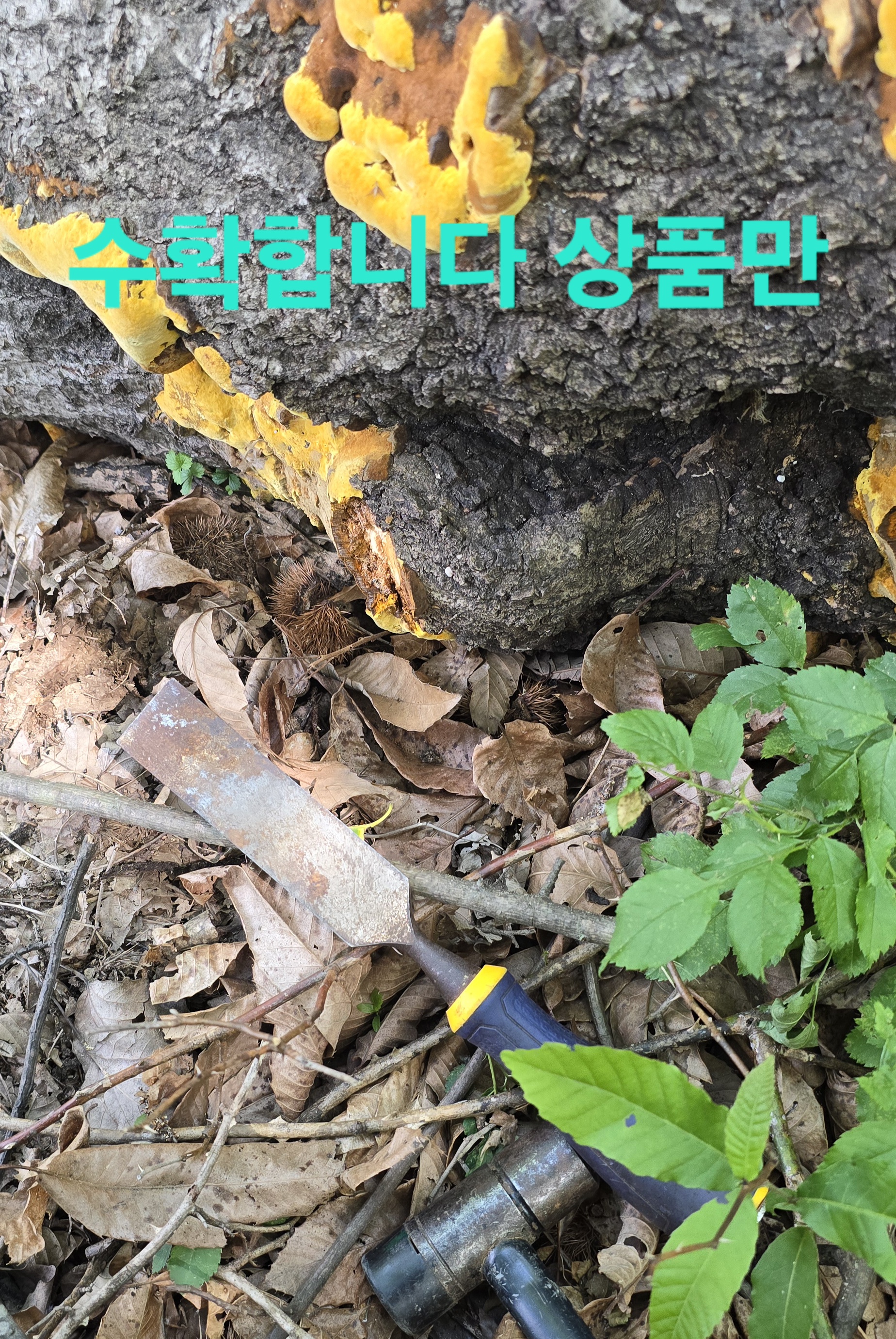 어부지리 이미지