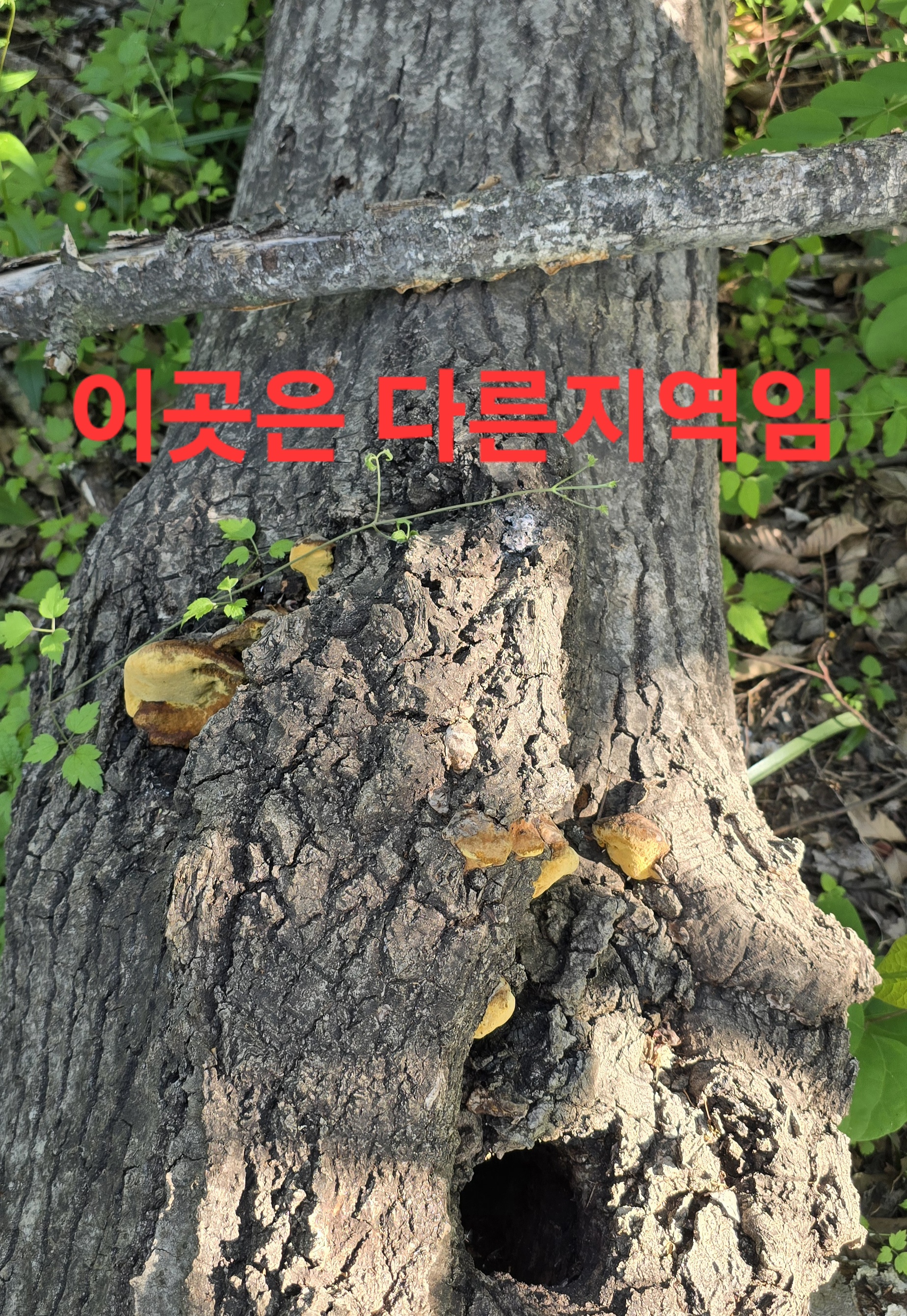 어부지리 이미지