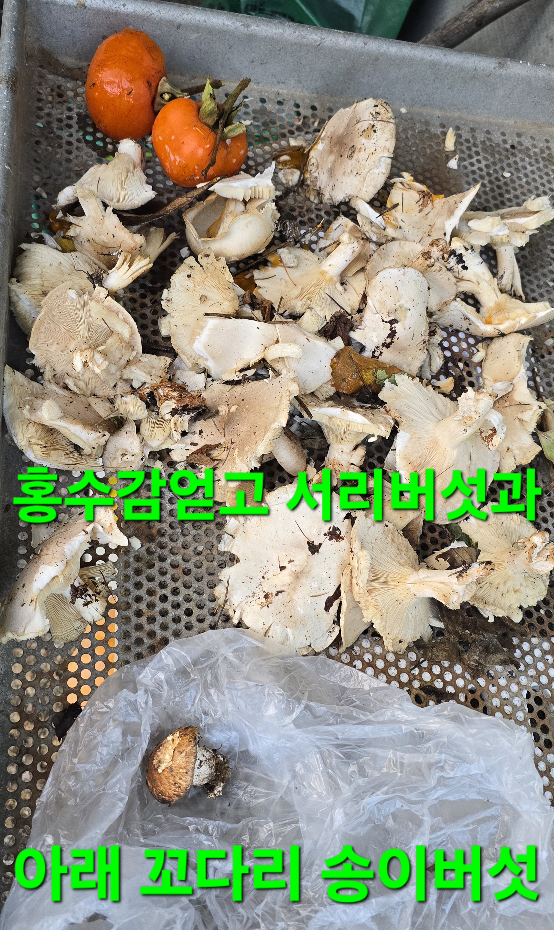 윈풀 이미지