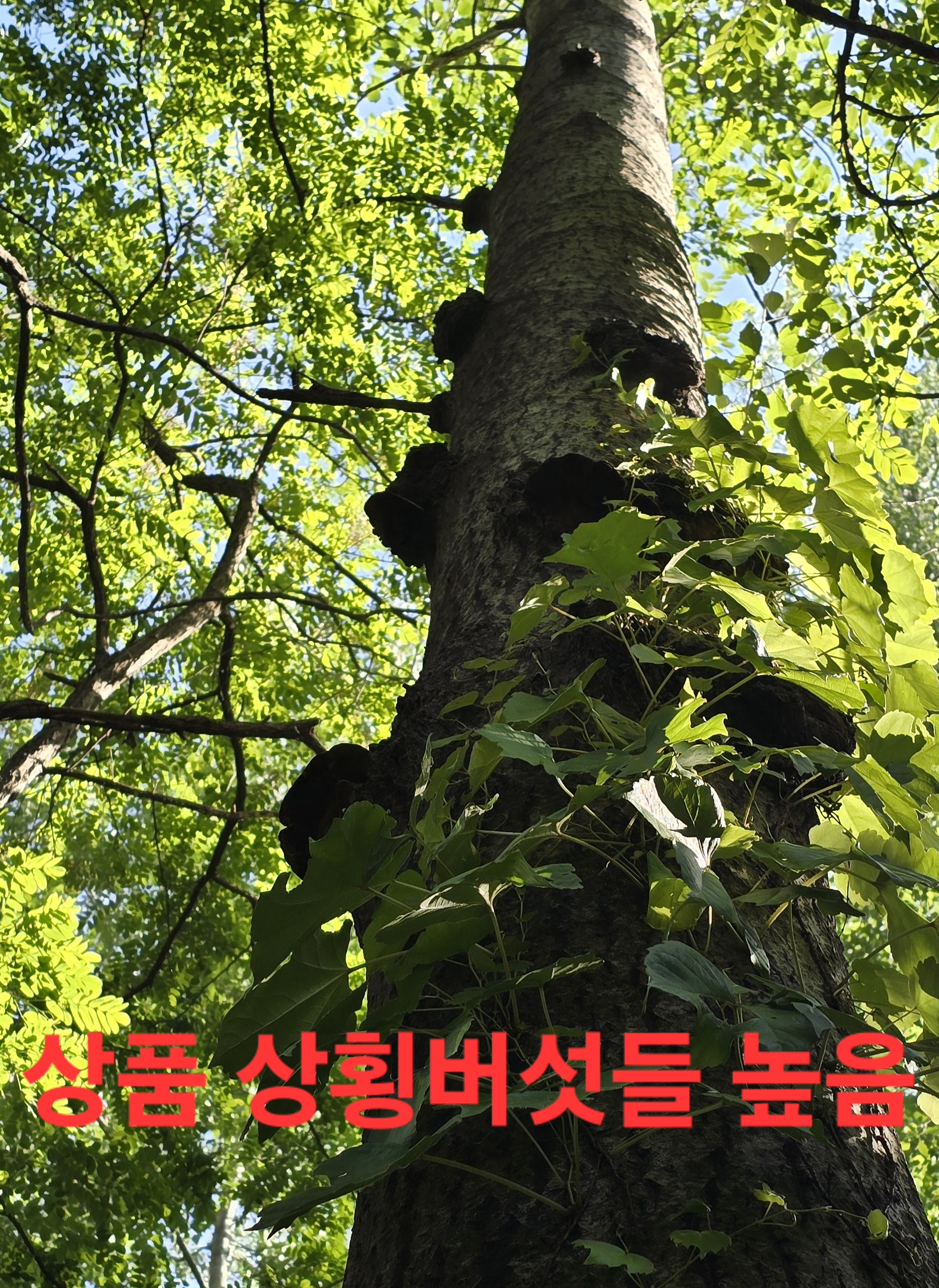 어부지리 이미지