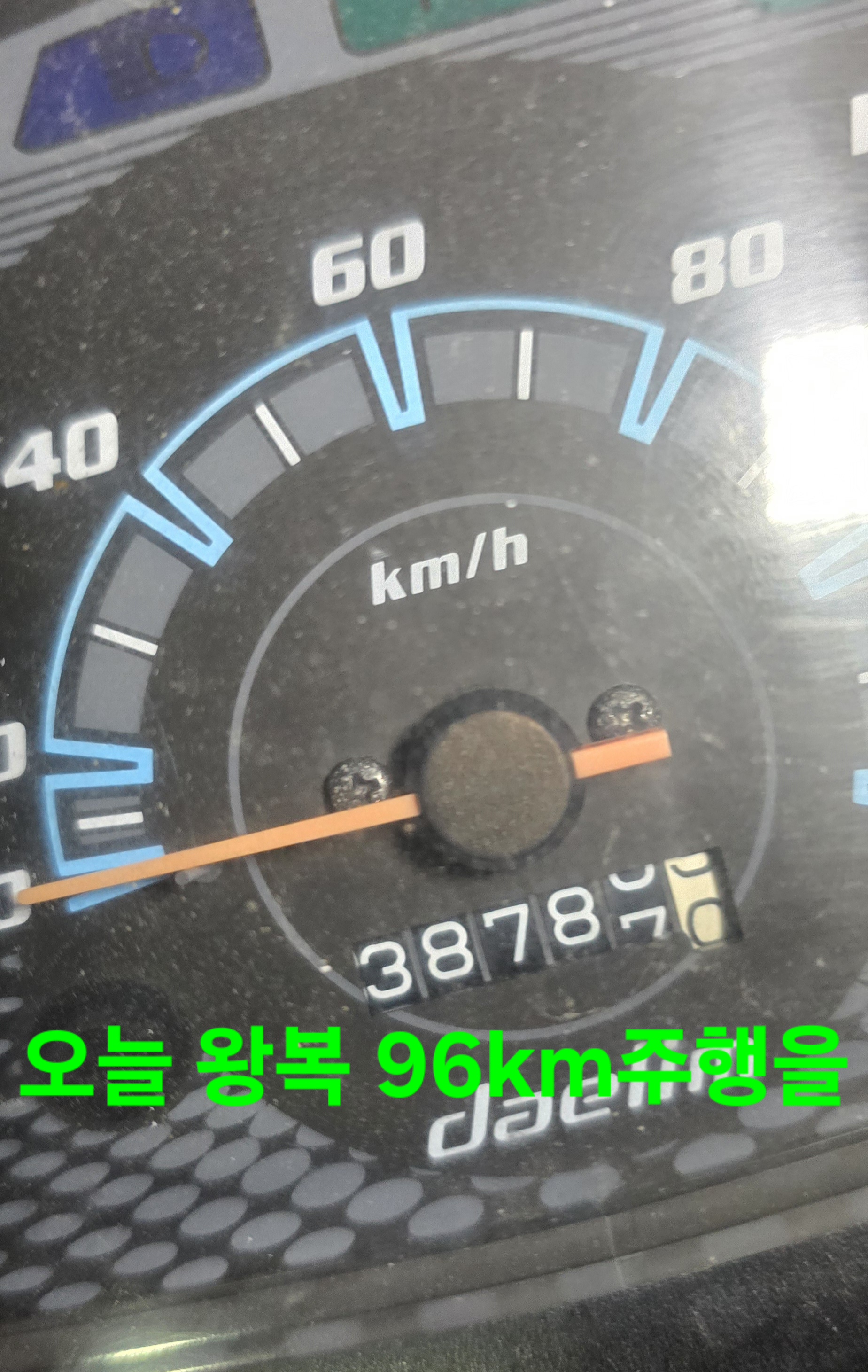 대청약초 이미지