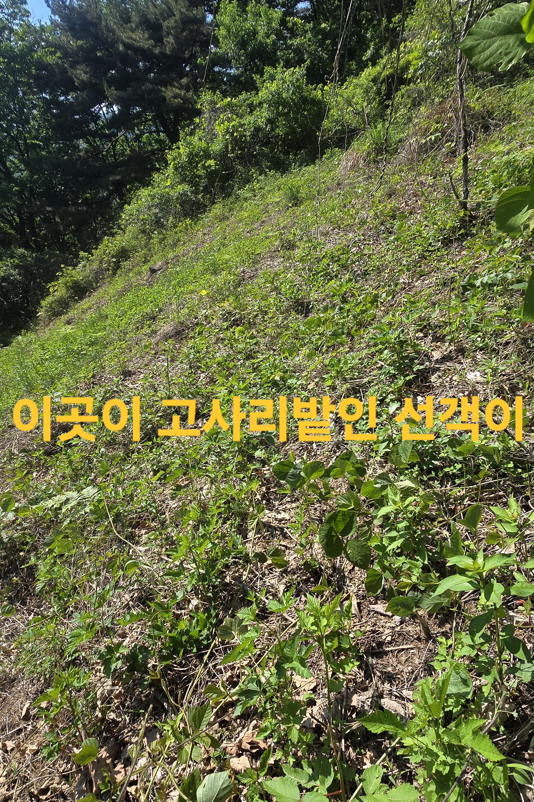 윤달 이미지