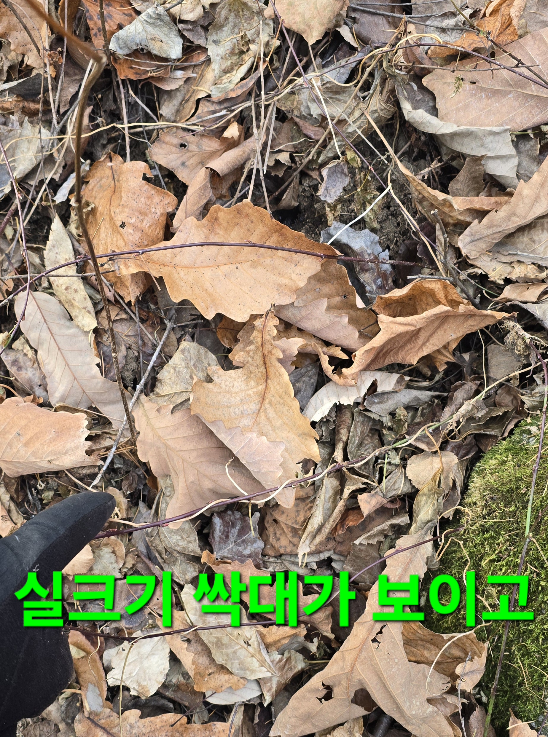 크로도 이미지