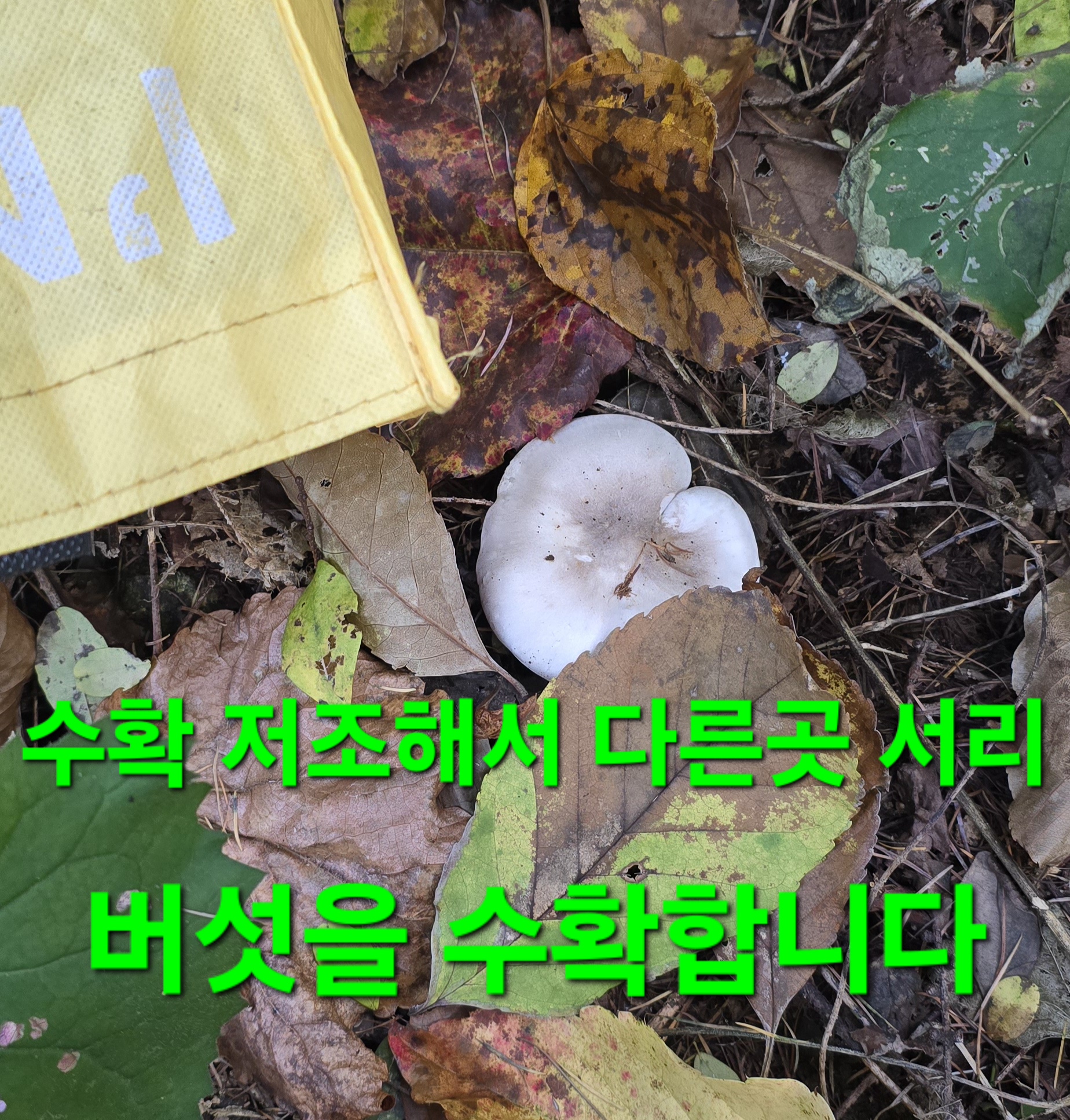 윈풀 이미지