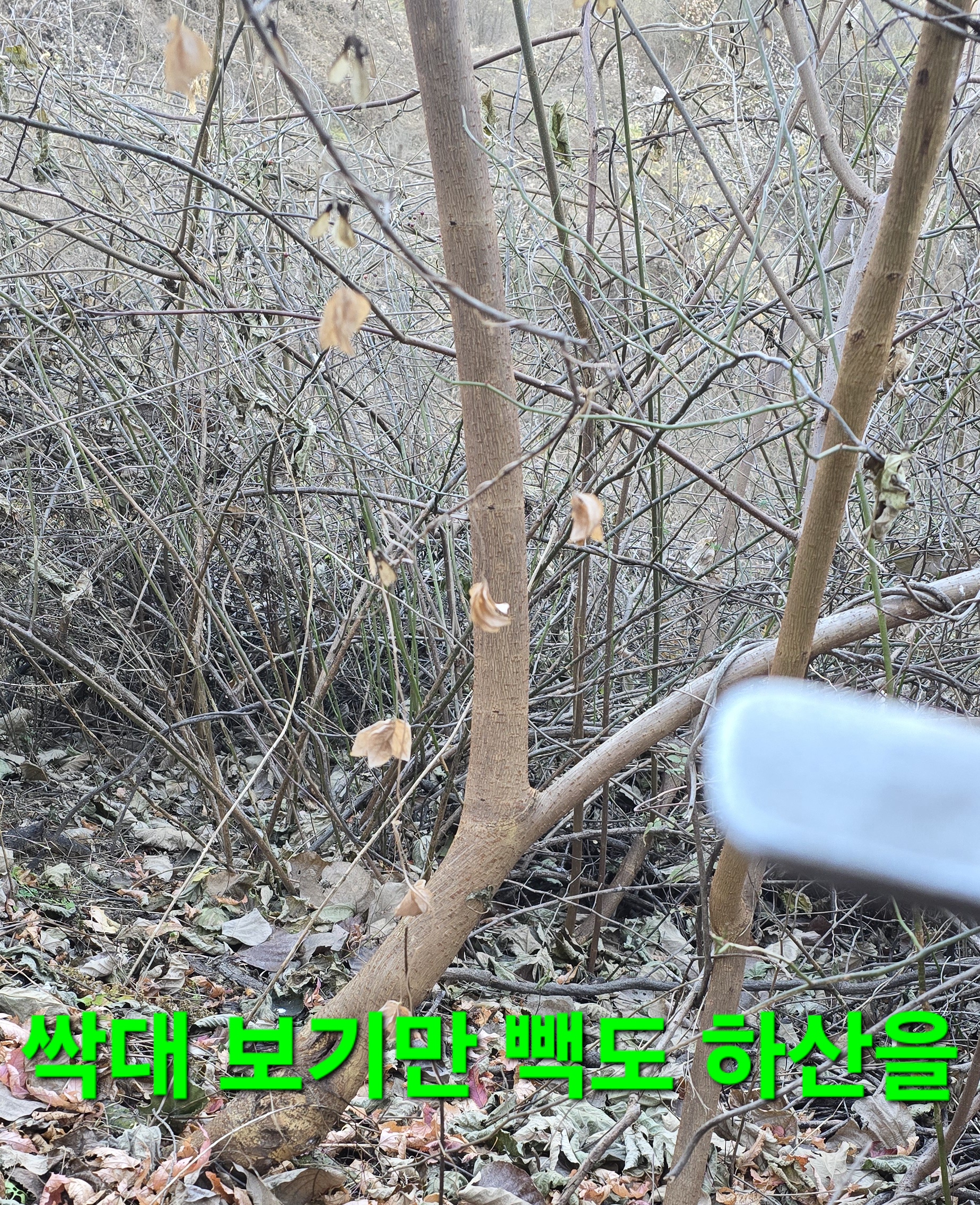 한골요 이미지