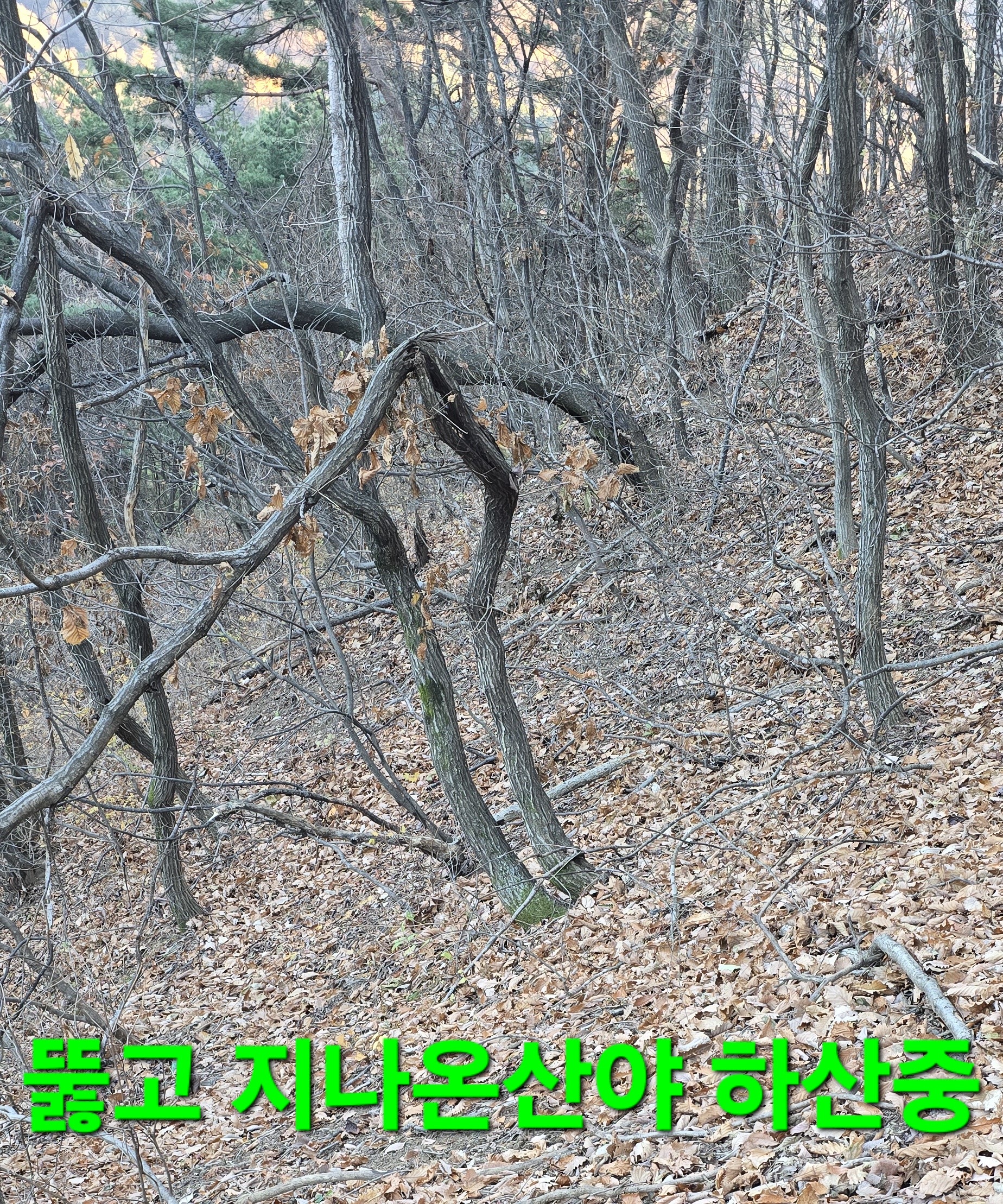 한골요 이미지