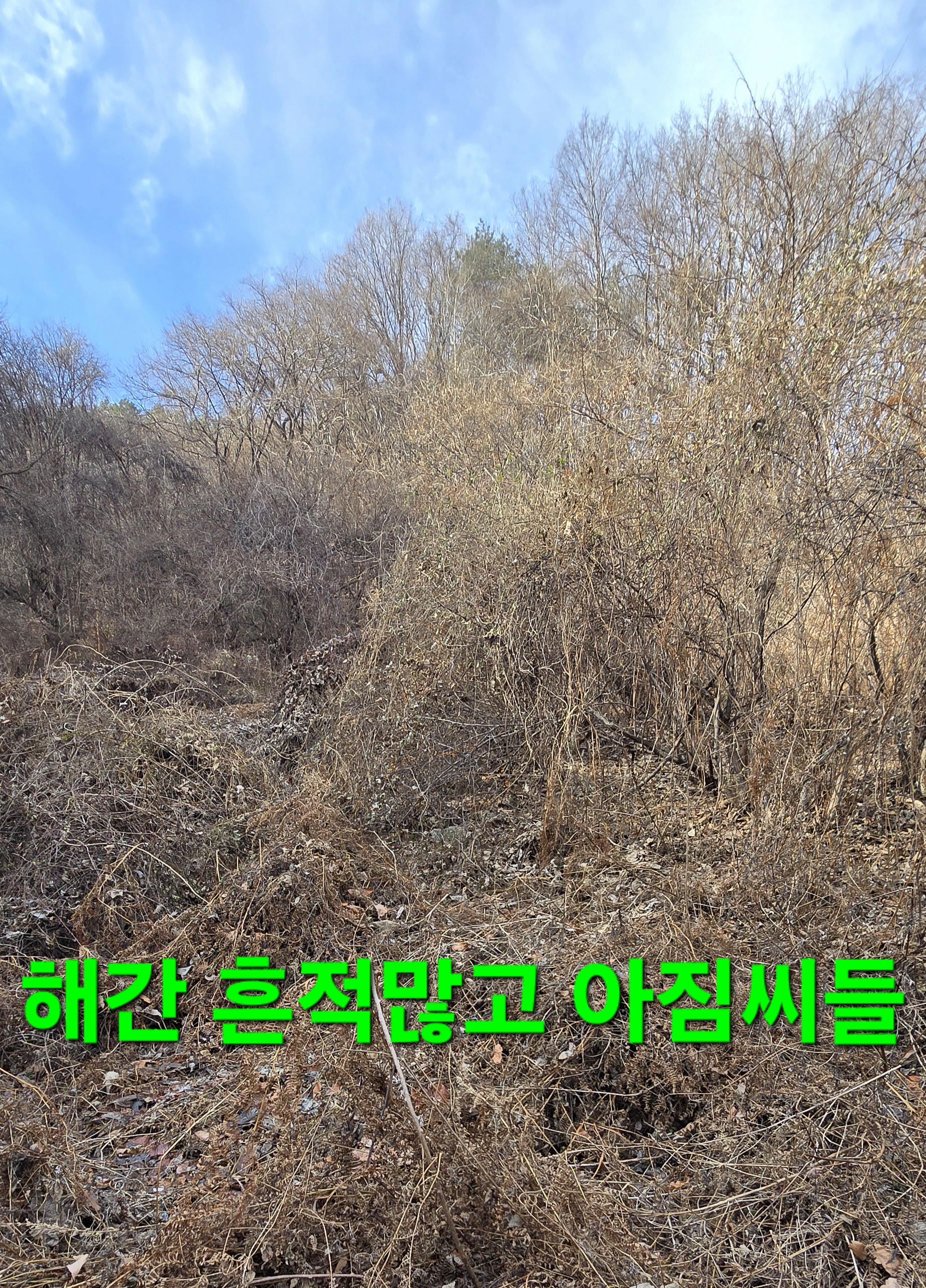 크로도 이미지