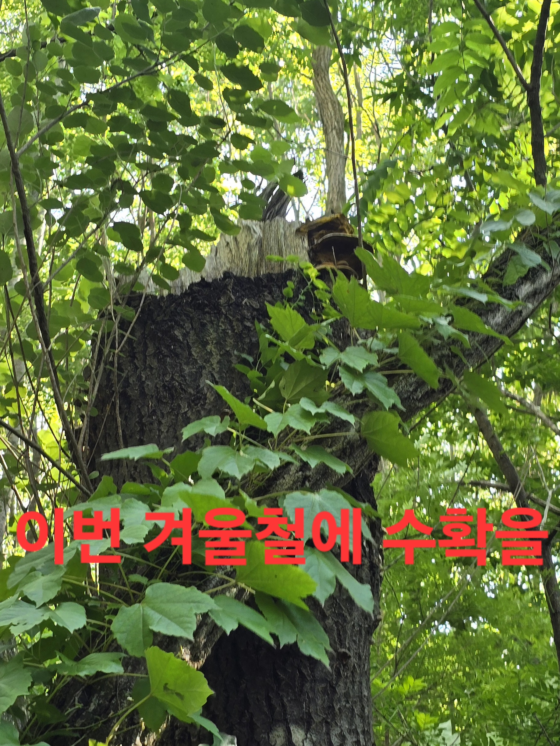 어부지리 이미지