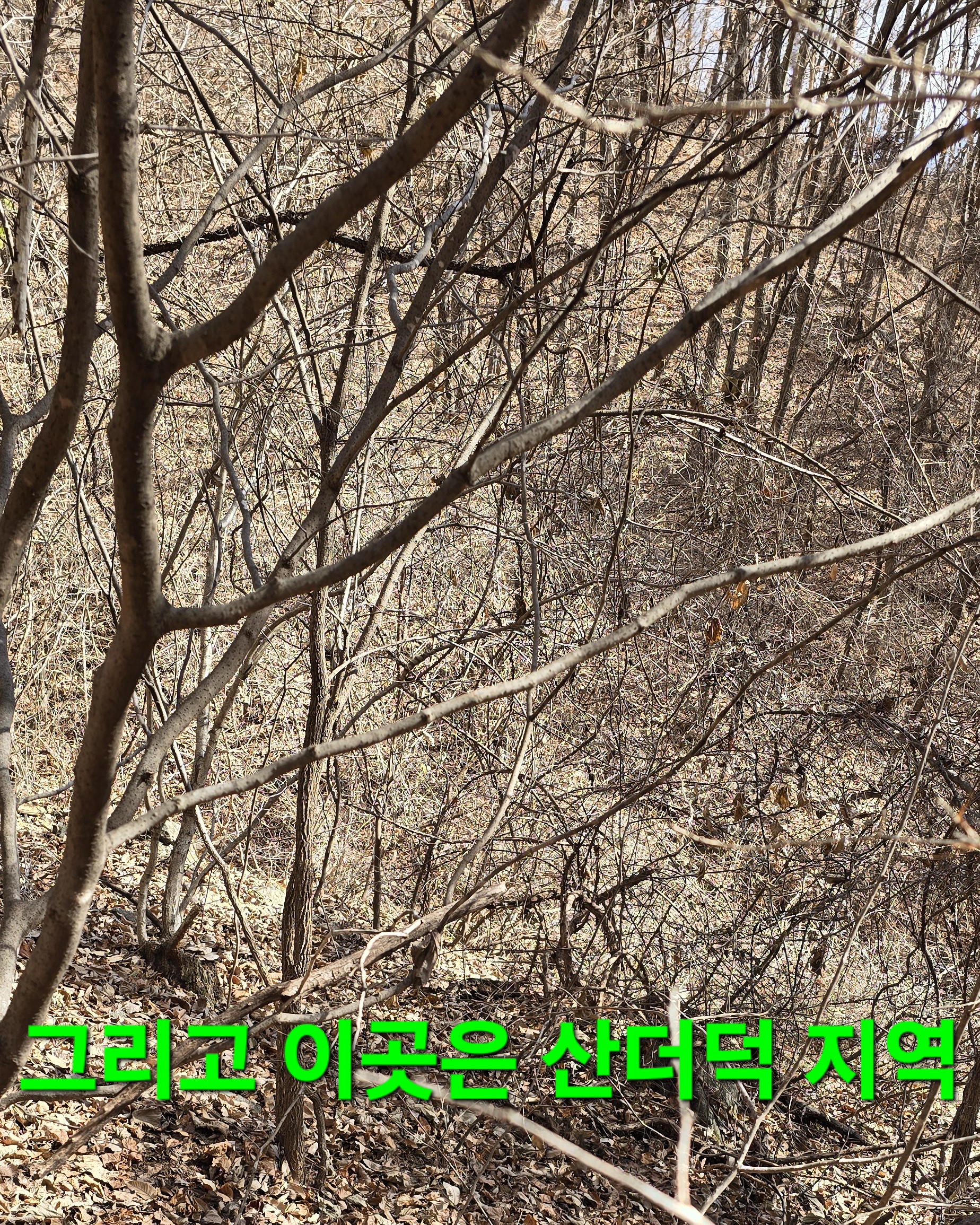 한골요 이미지