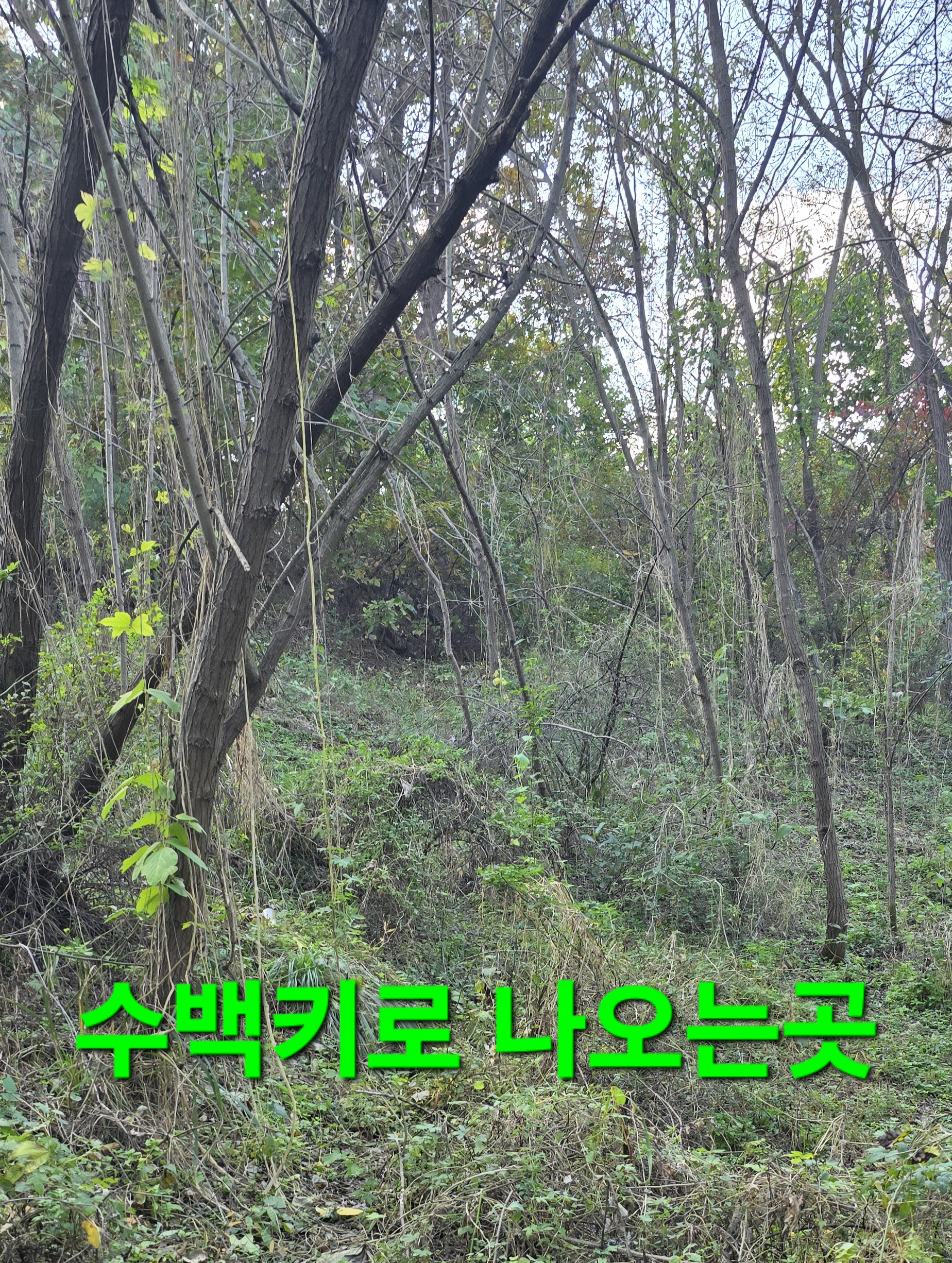 동행상조 이미지