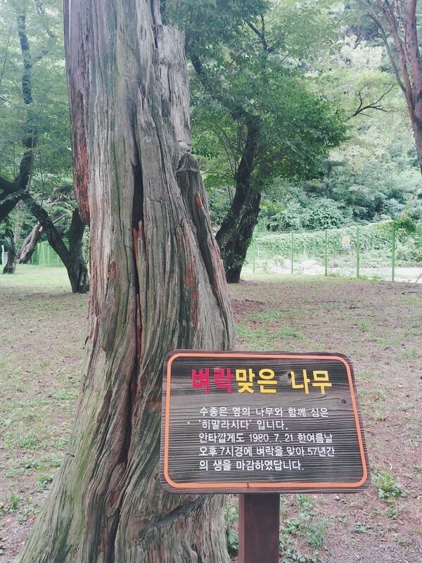 고사목 이미지