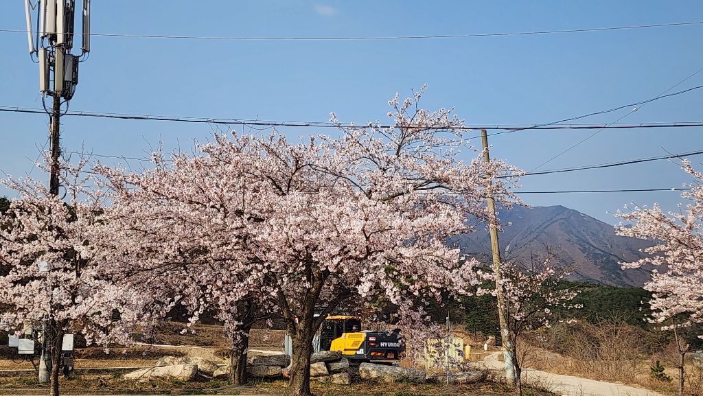 백구야놀자 이미지