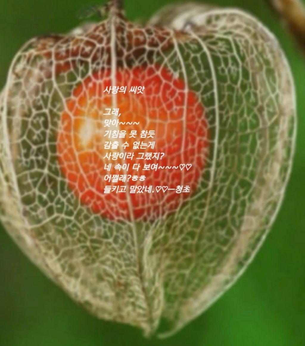 씨앗사랑 이미지