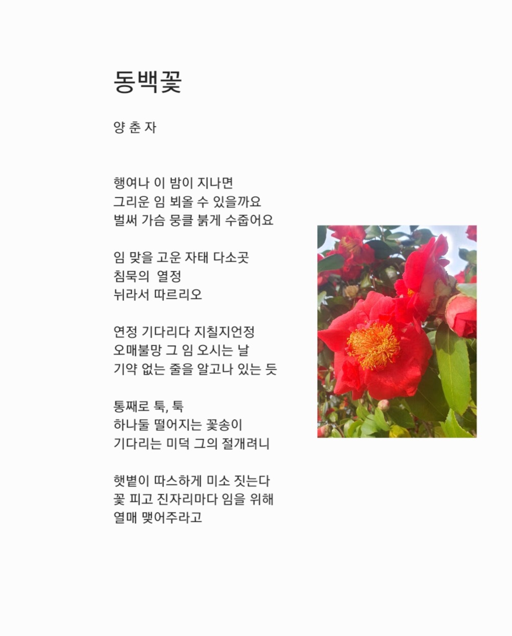 동백양과 이미지
