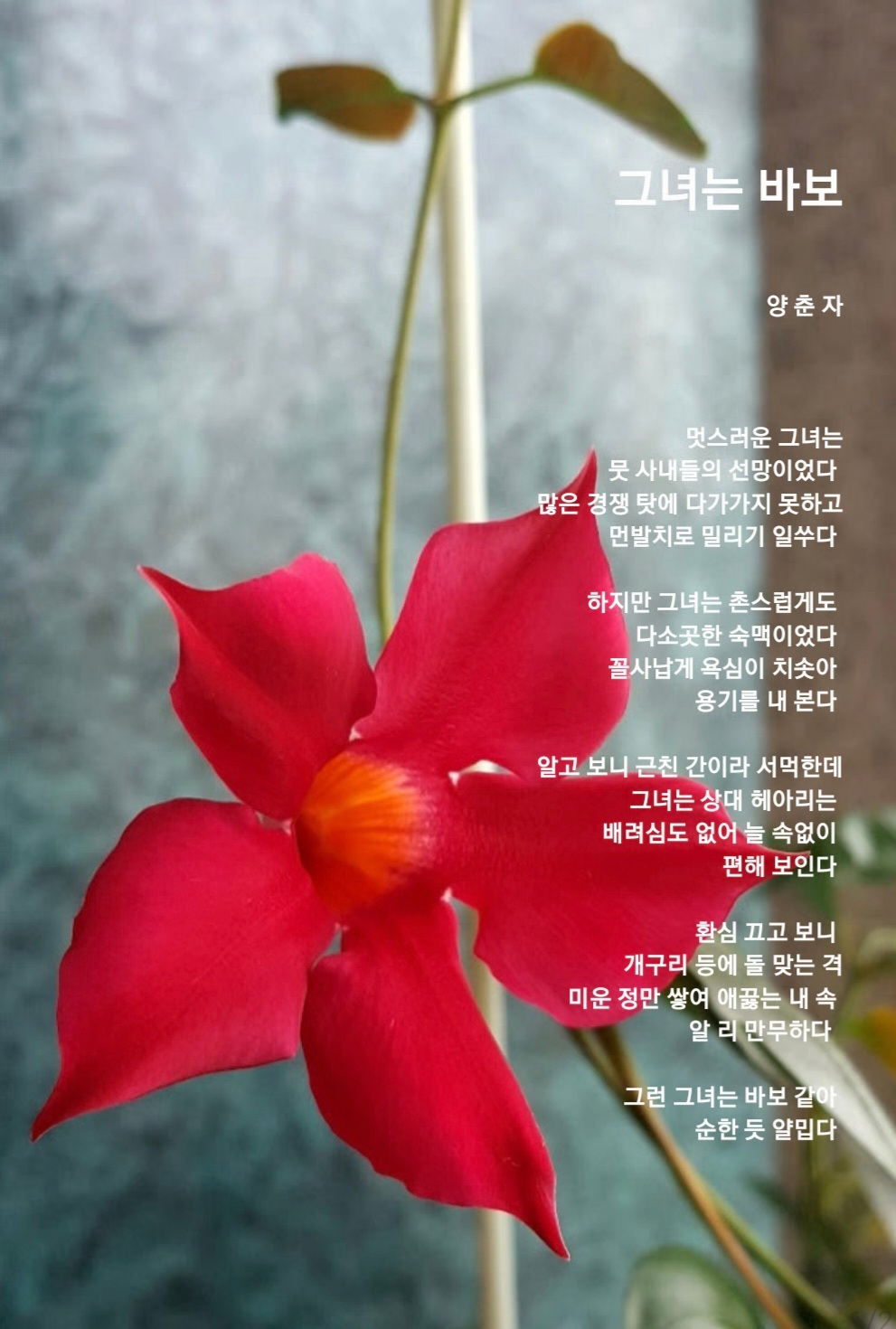 욕심많은바보 이미지