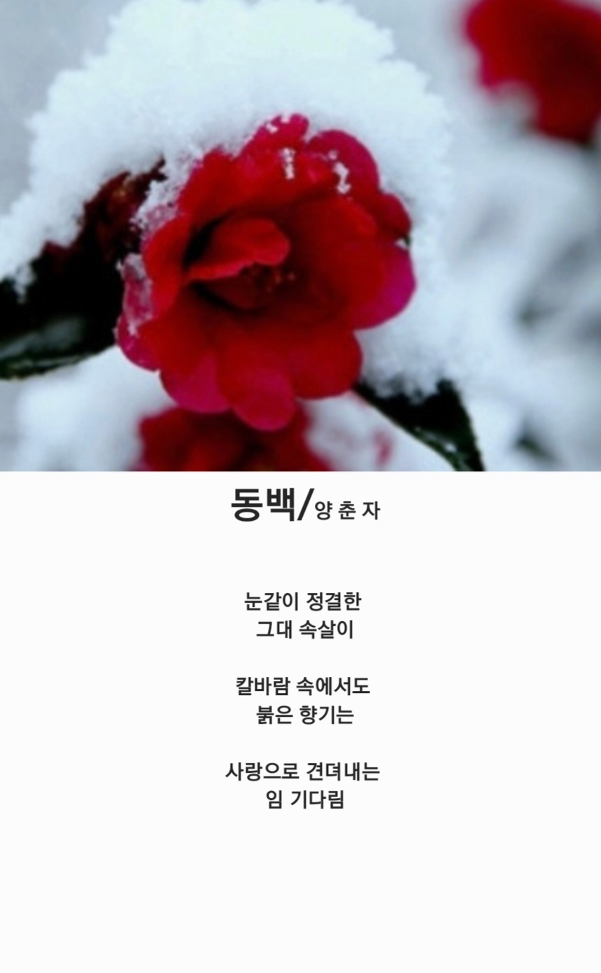 동백양과 이미지