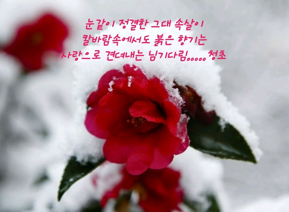 동백양과 이미지