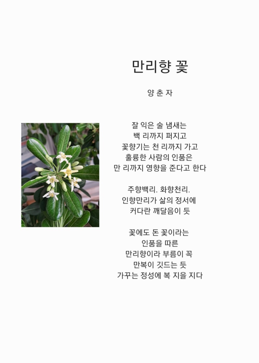 만리향 이미지