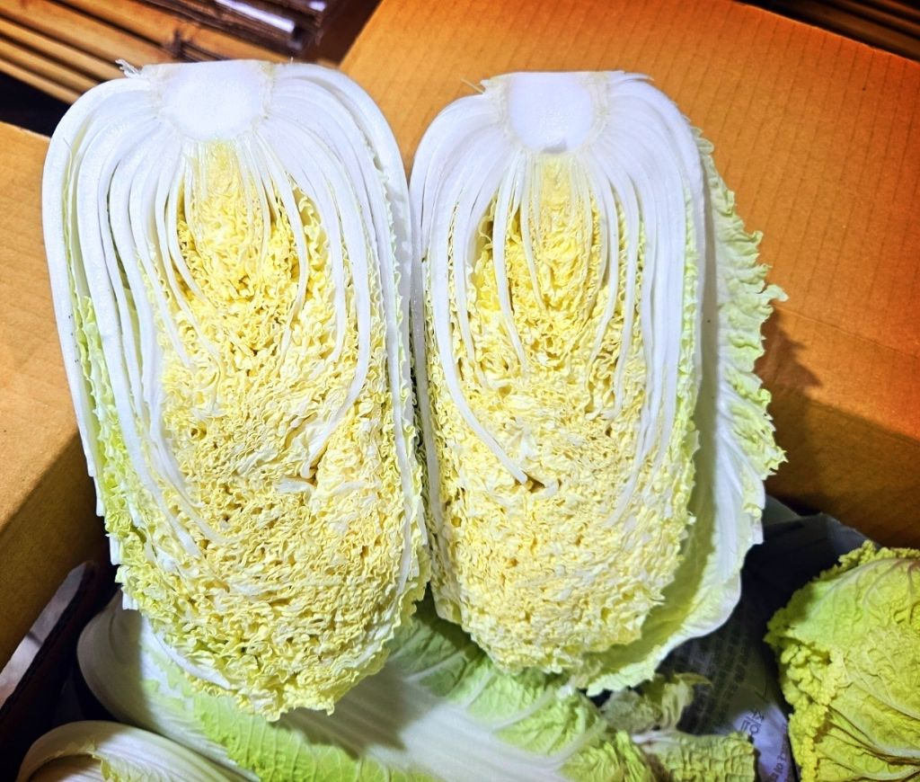 알배기 이미지