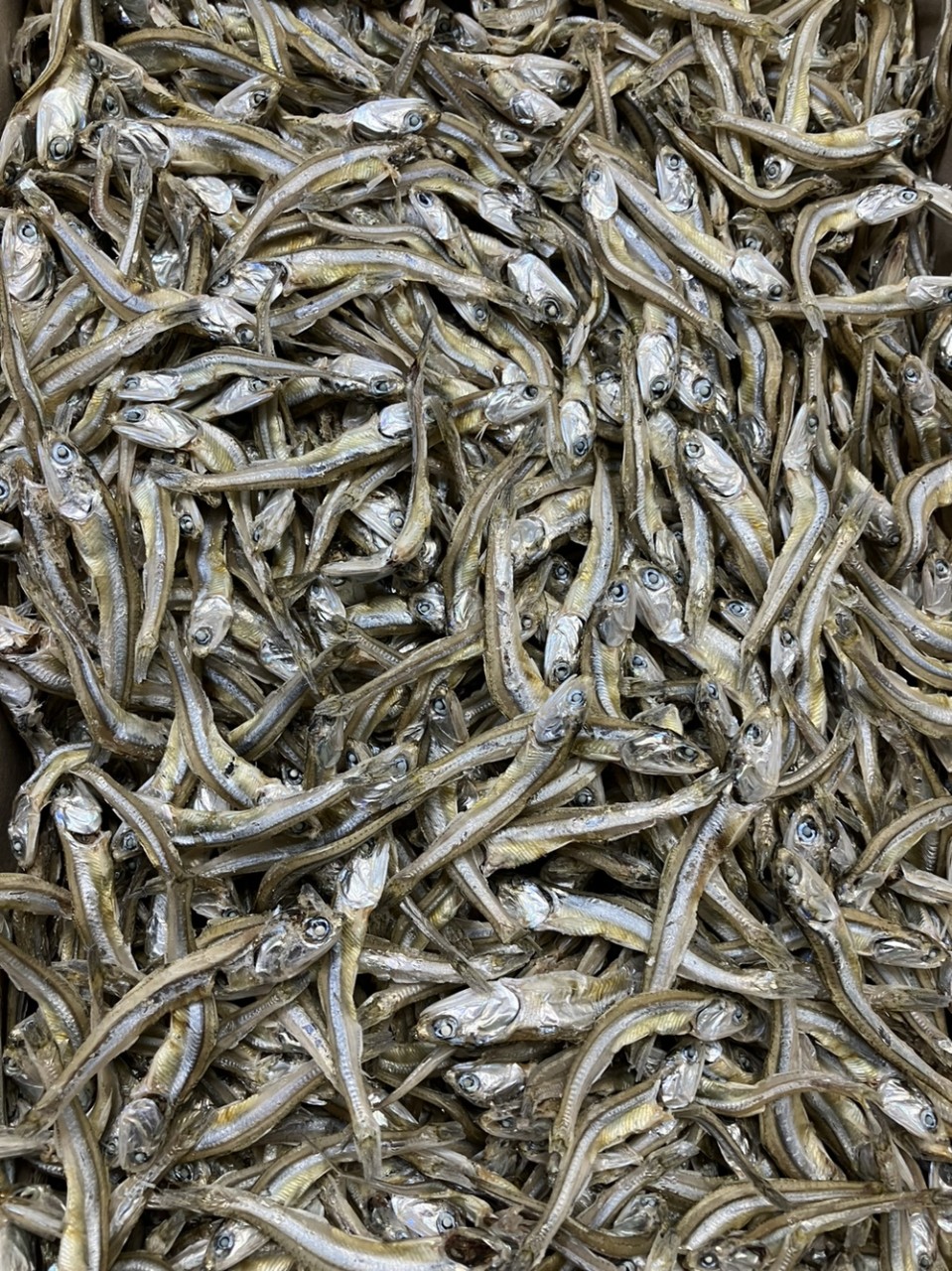 고바이제이 이미지