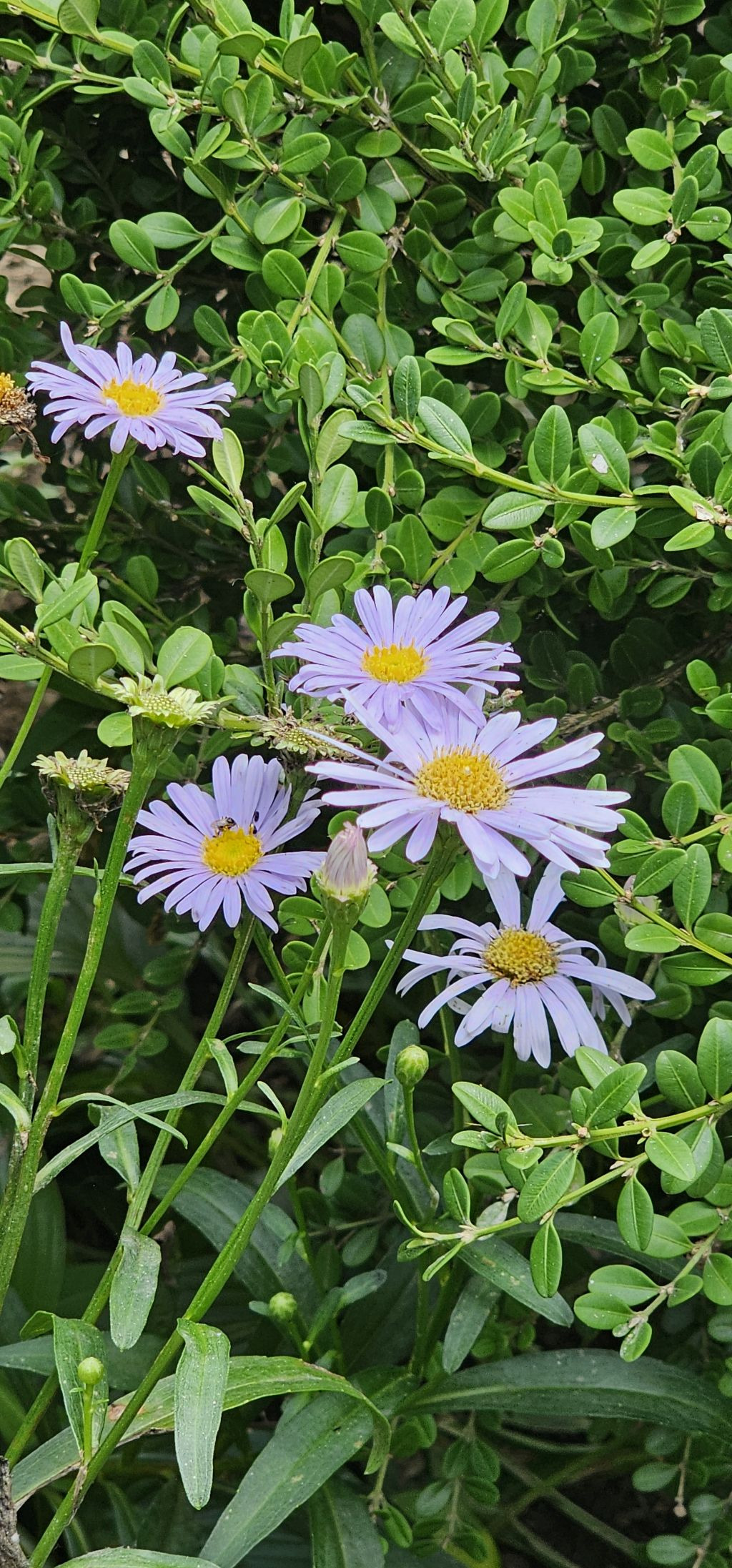 세이당구장 이미지