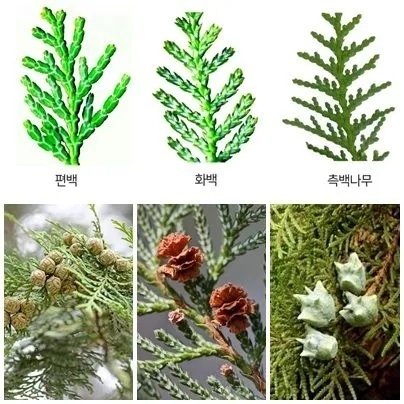 Daum 카페