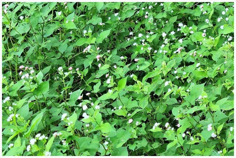 고마리(주) 이미지