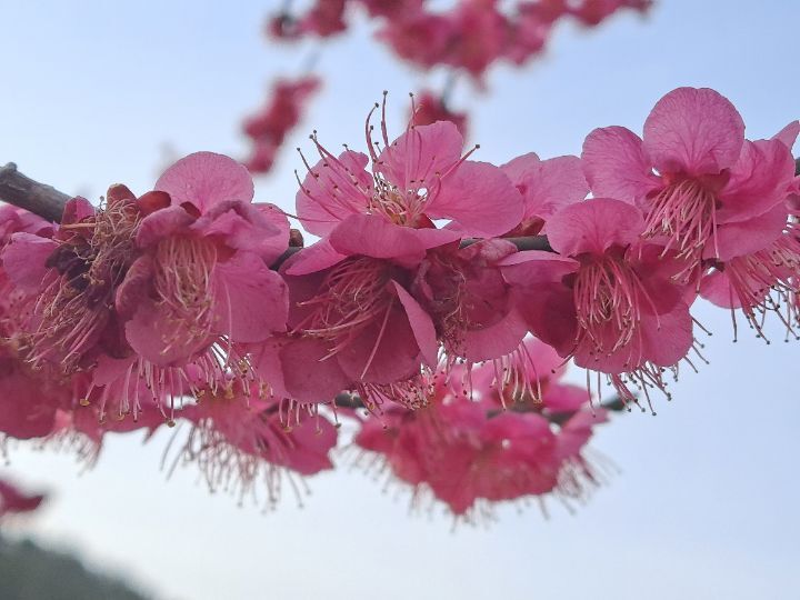 홍매원 이미지