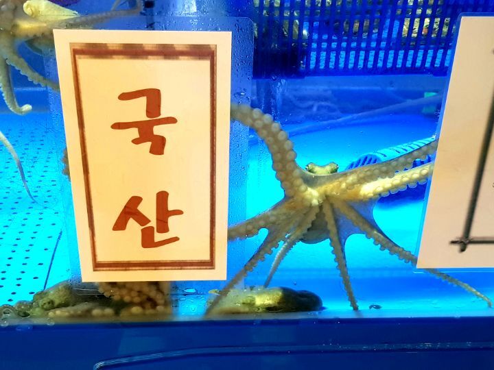 목포갯벌낙지 이미지