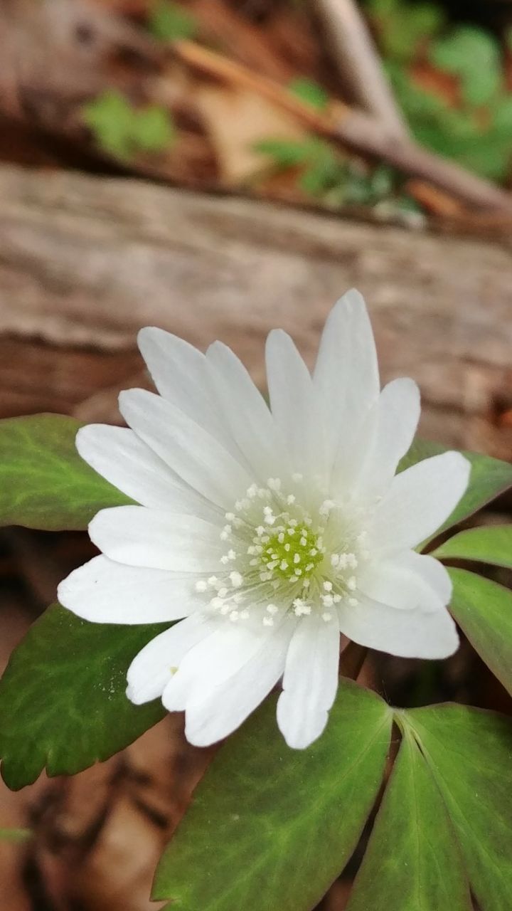 꽃하나 이미지