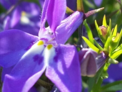 로벨리아(lobelia) 이미지