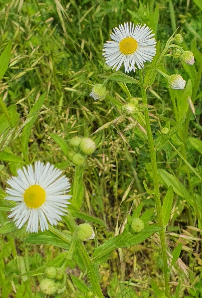 작은꽃 이미지
