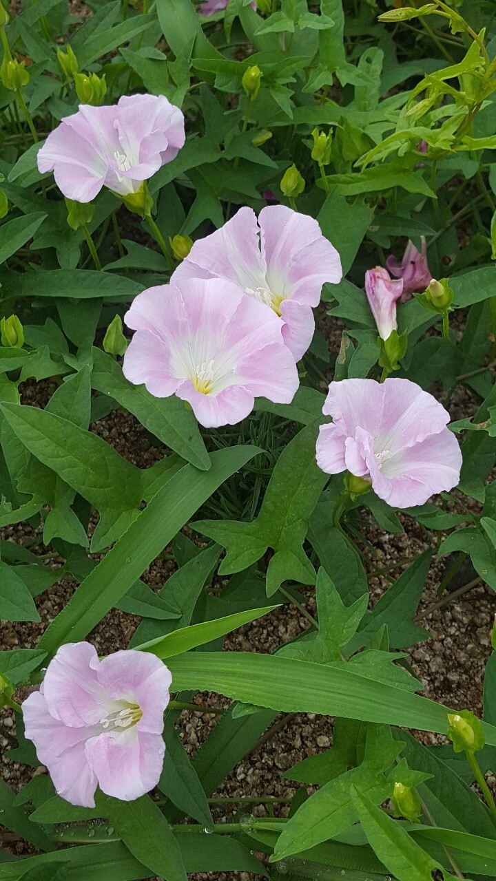 꽃하나 이미지