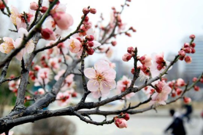 매화 이미지