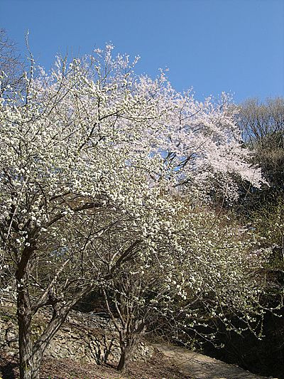 빠숑 이미지