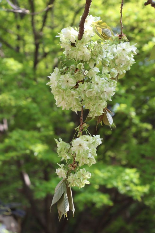 레지나 이미지