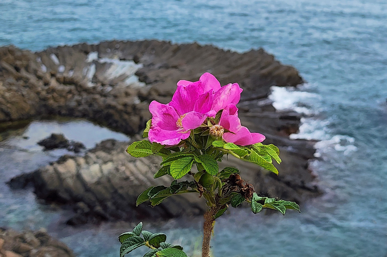 동경주 이미지