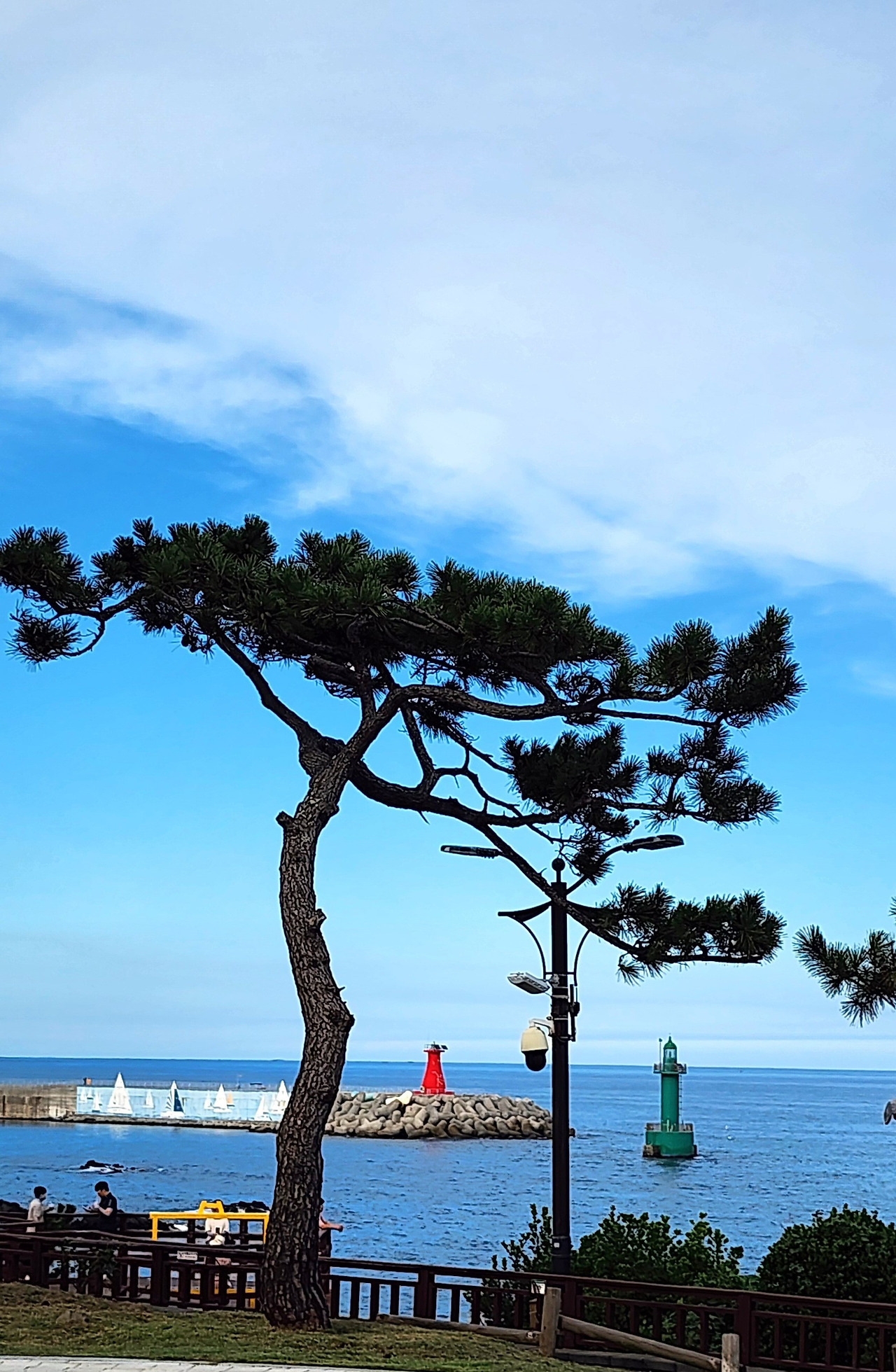 동경주 이미지