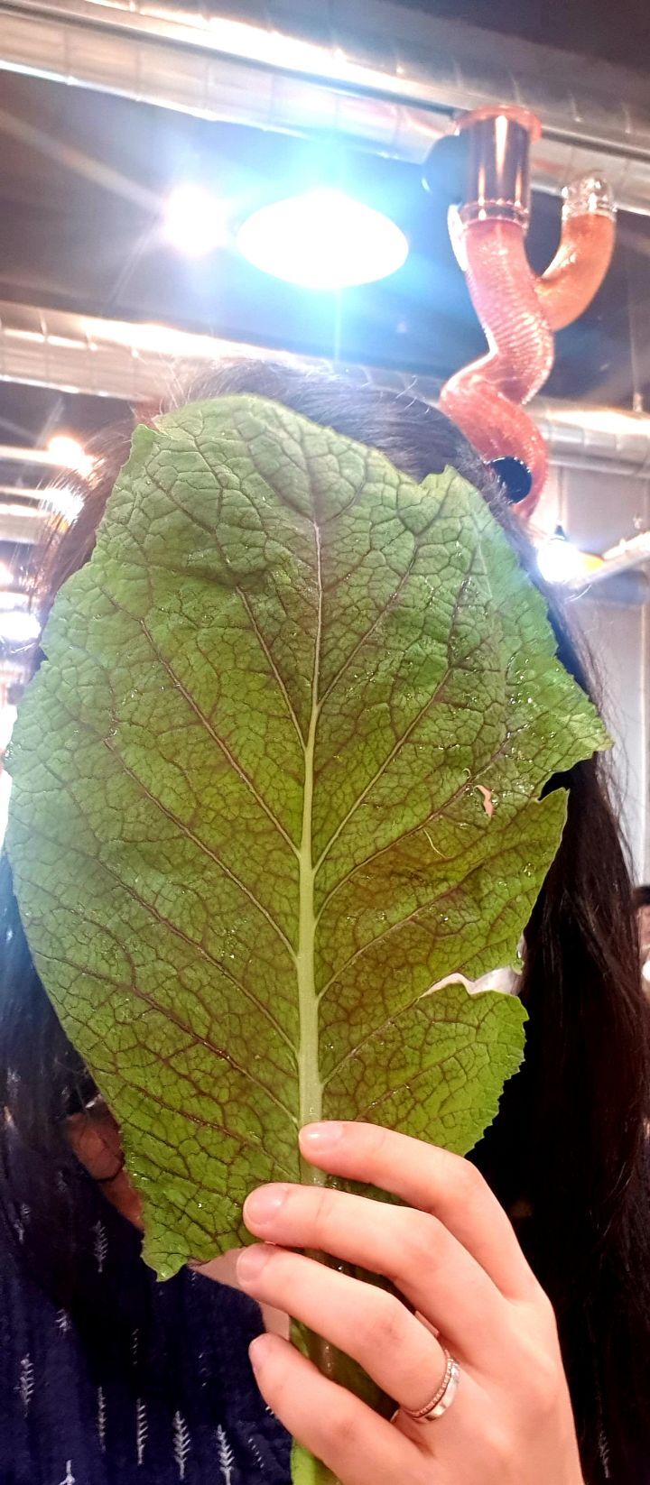 진갈비 이미지