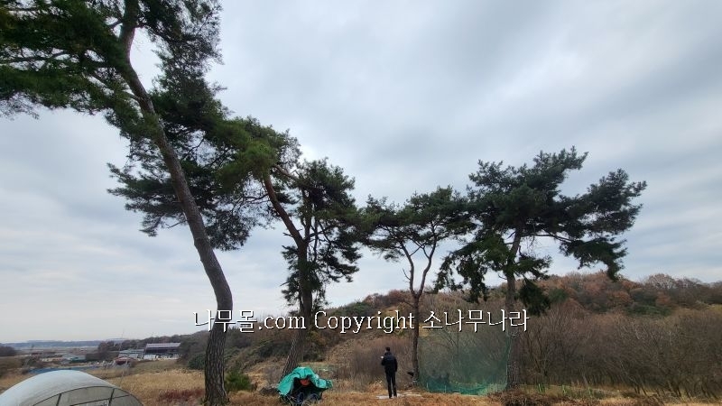 희망조경수판매 이미지