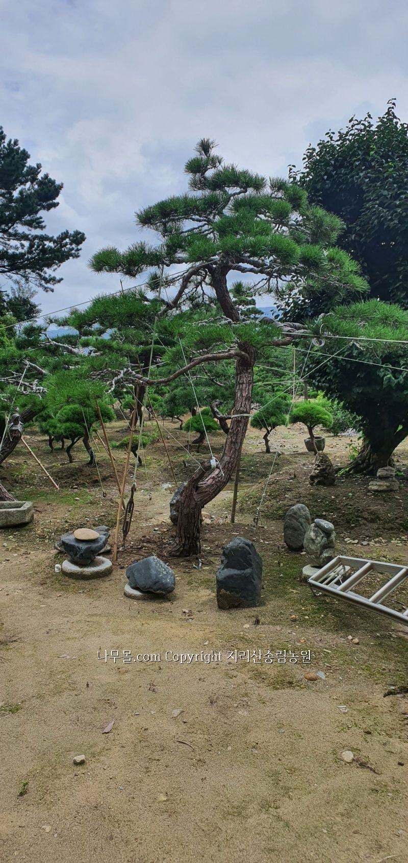 송림나무시장 이미지
