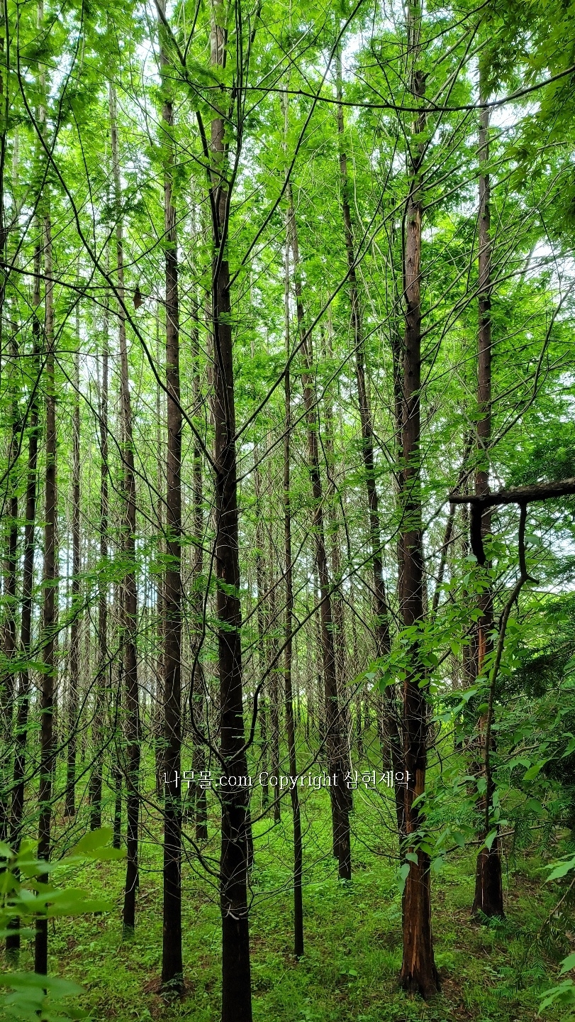 인천 강화군 나무시장] 메타세콰이어 시세보다 저렴한 가격에 드립니다 파는곳 사는곳 - 나무몰.com - 나무몰.com 무료  조경수직거래사이트 나무시장 묘목시장