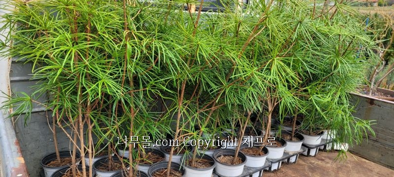 금송 이미지